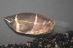 Chocho Gourami